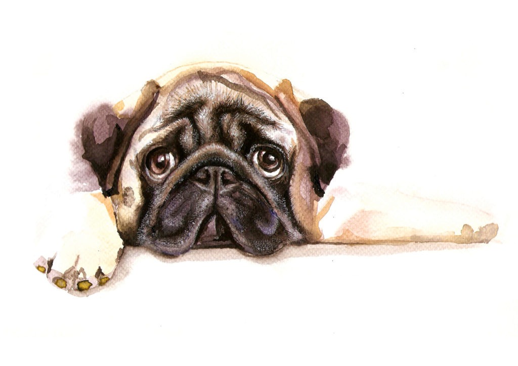 Pet Products